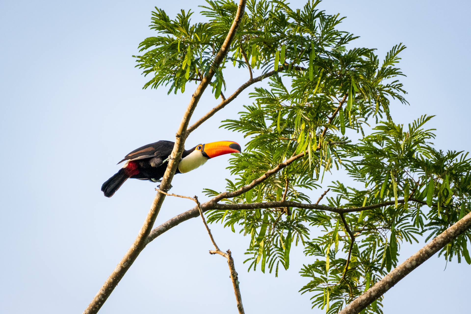 Toucan in the Georgetown Botanical Gardens.