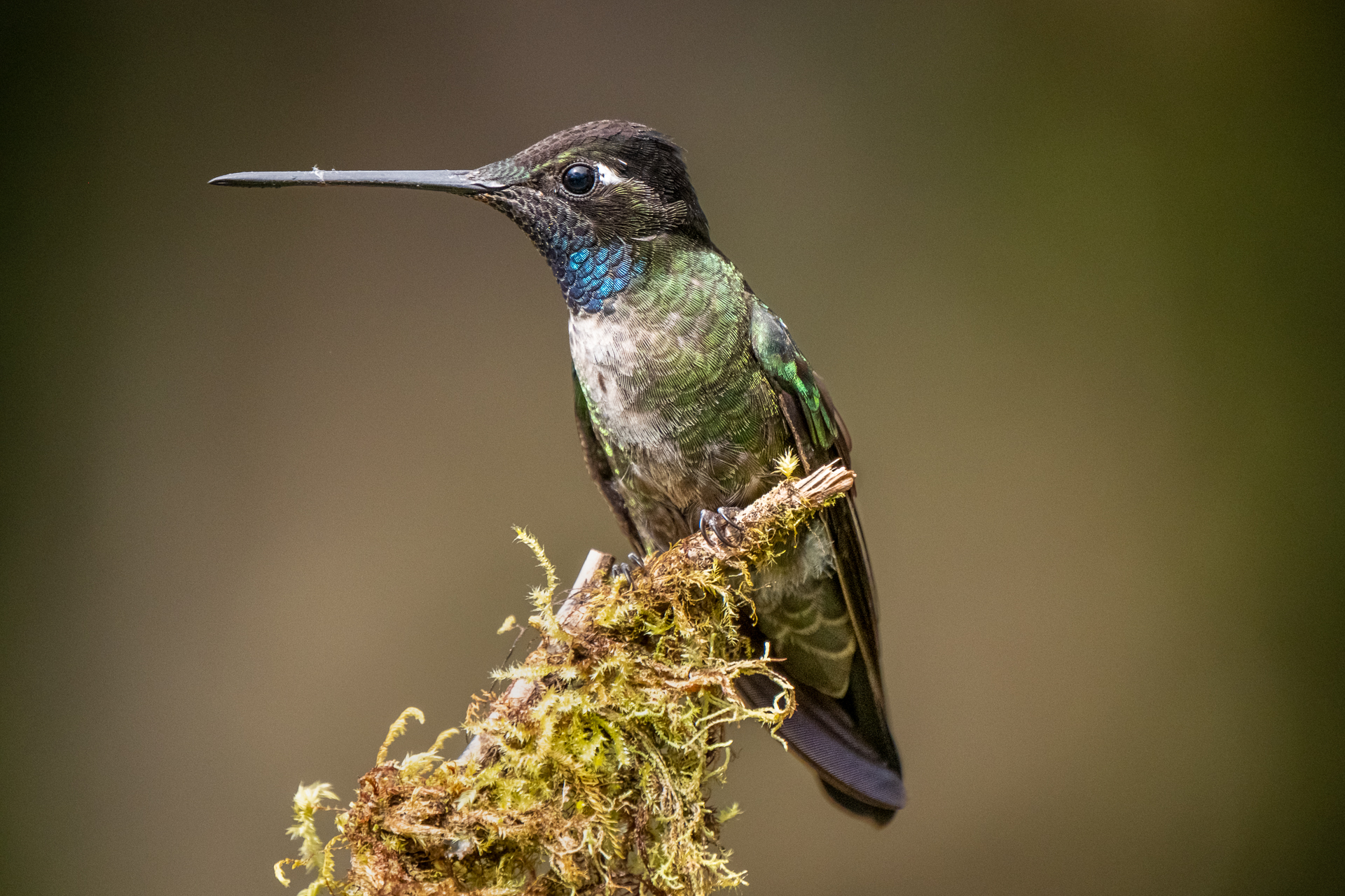 Kolibri in Costa Rica.