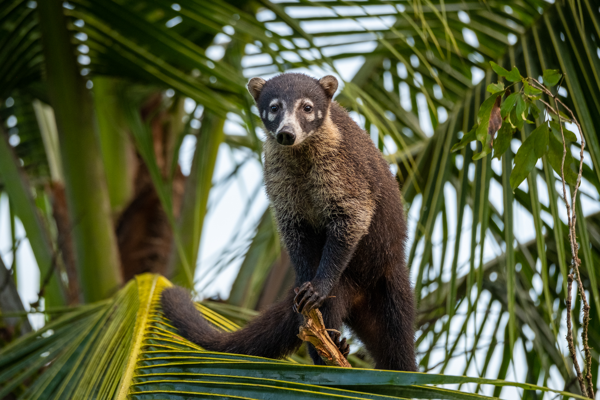 Ein Nasenbär (Koati) auf einer Palme in Costa Rica.