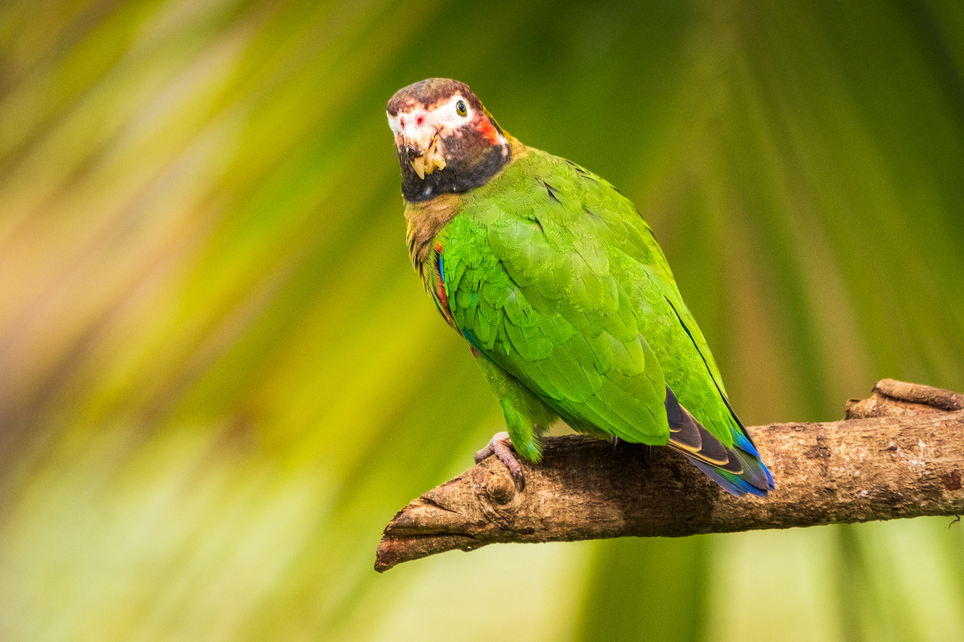 Ein Papagei auf einem Ast in Costa Rica.