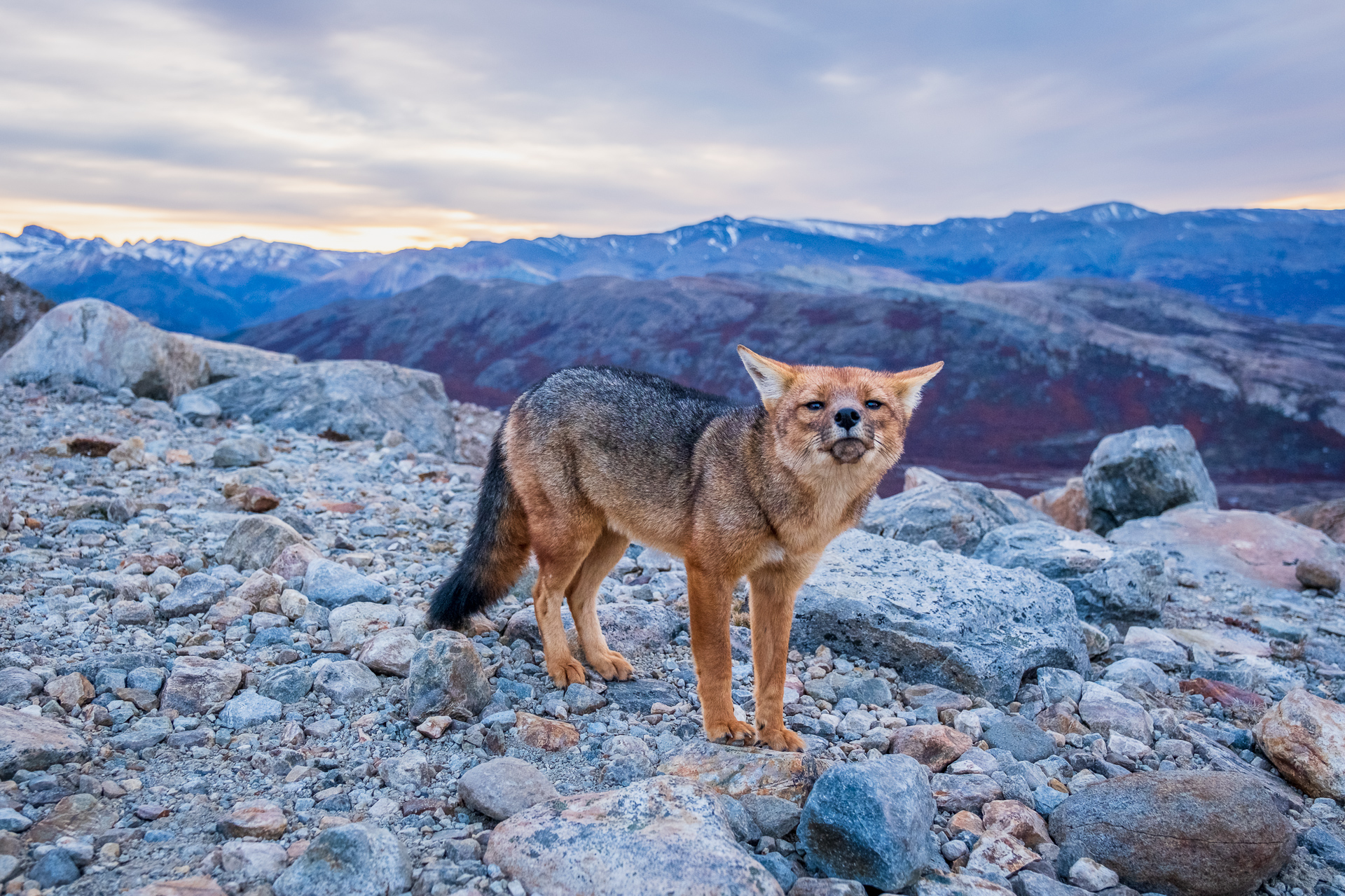 A fox in Argentinian Patagonia.