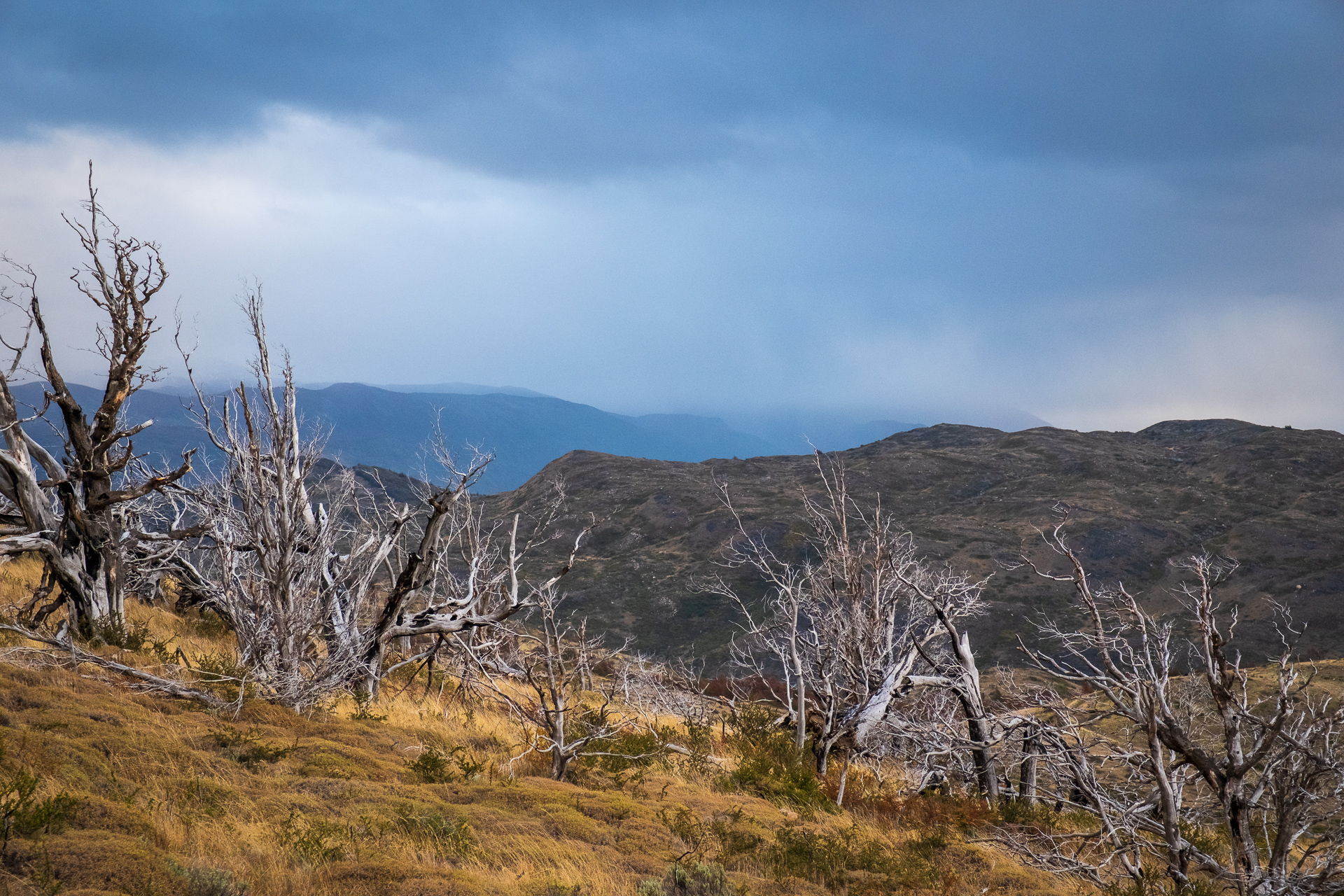 dead trees with dark clouds in the background in Torres del Paine NP.