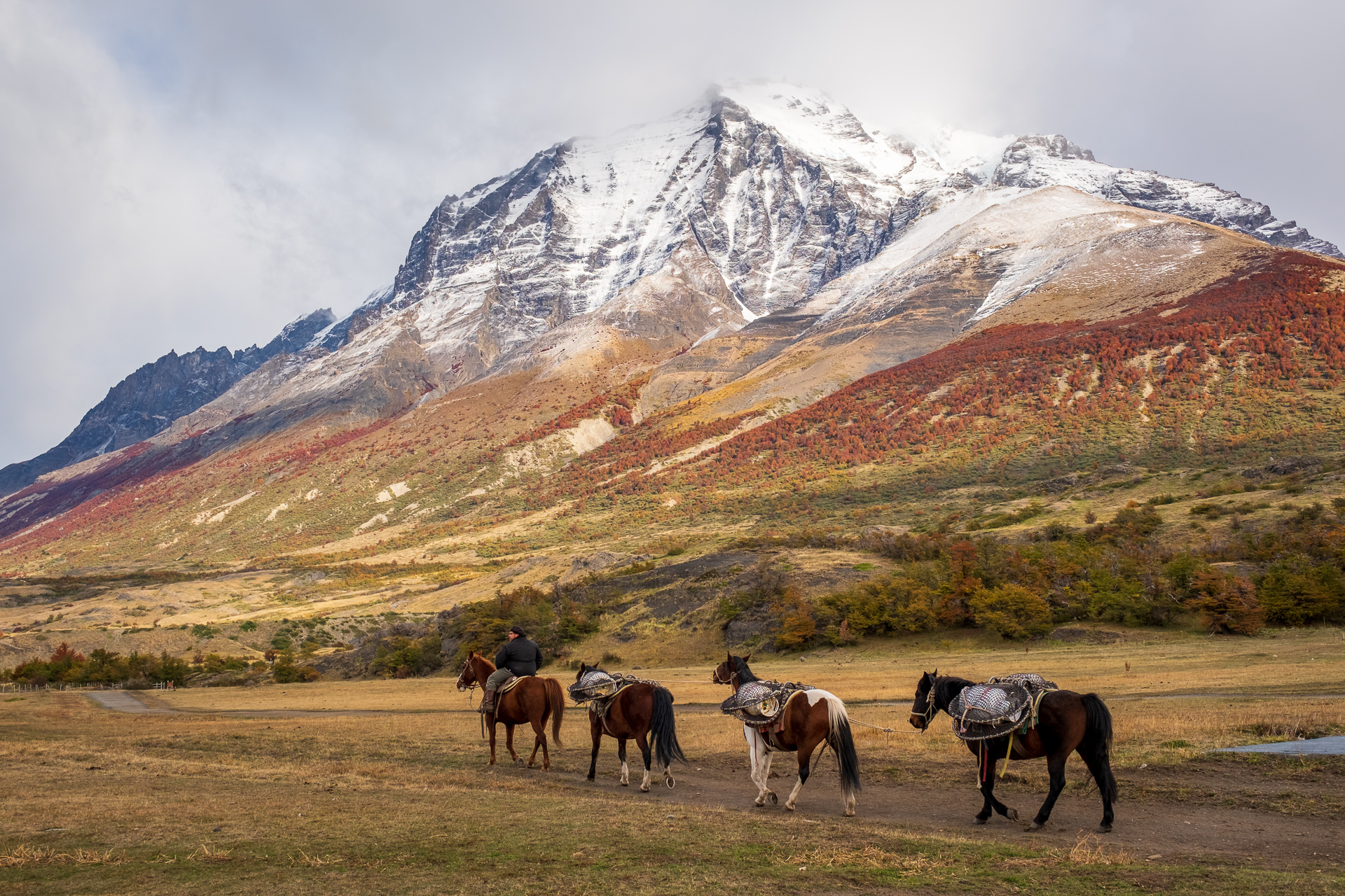 Horses transport goods in Torres del Paine NP.