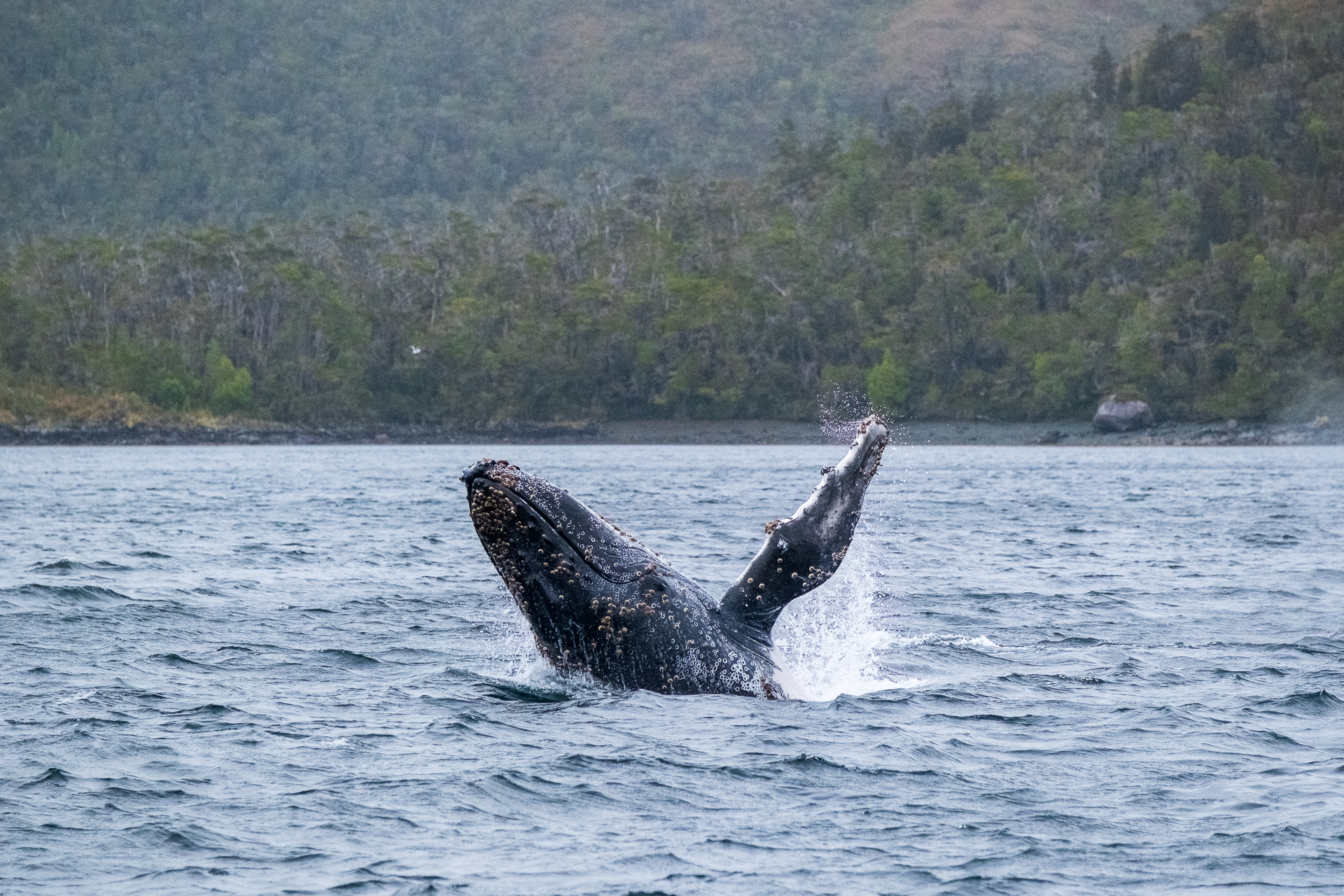 Breaching humpback whale.