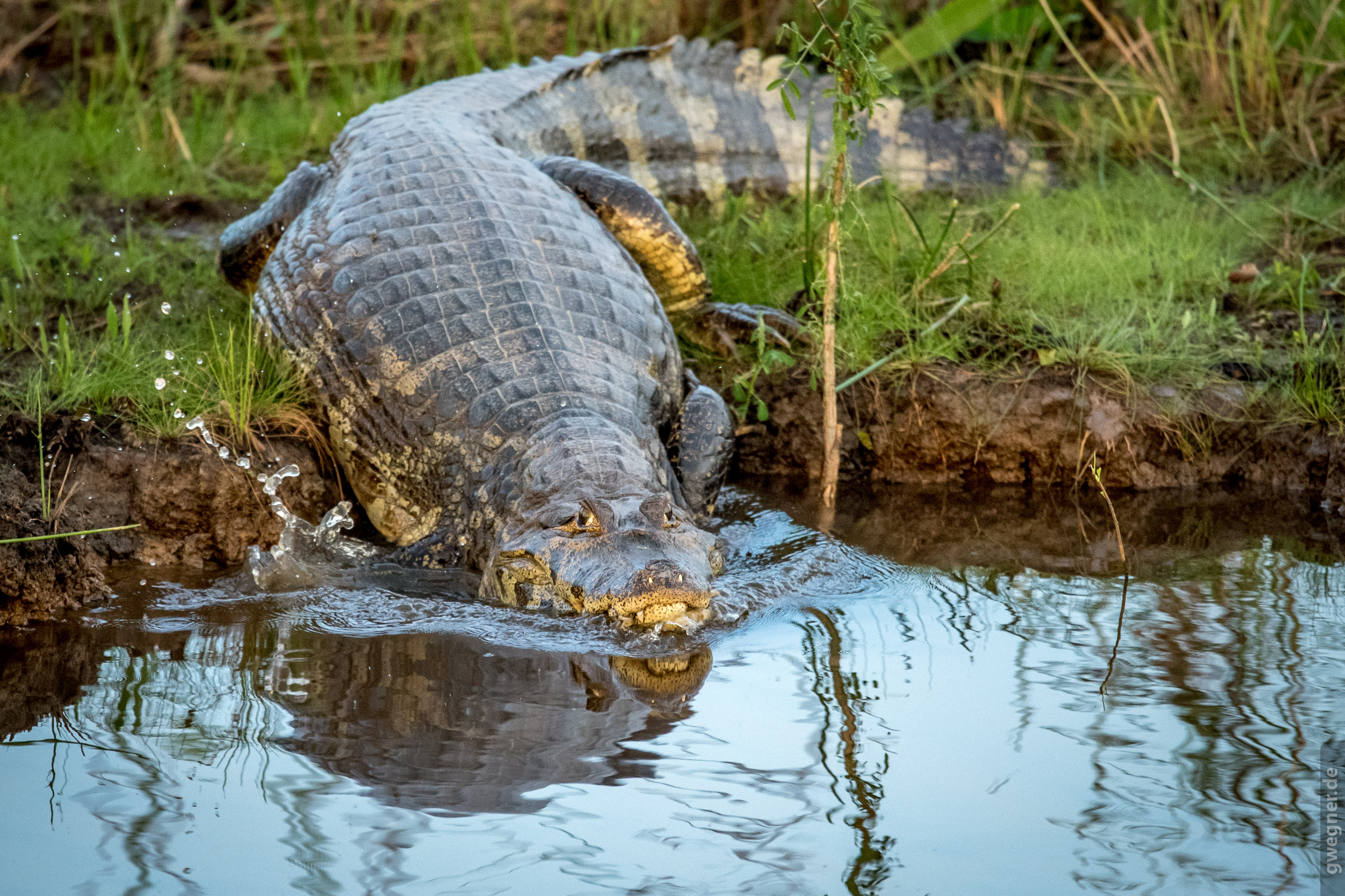 Ein Krokodil des Pantanal.
