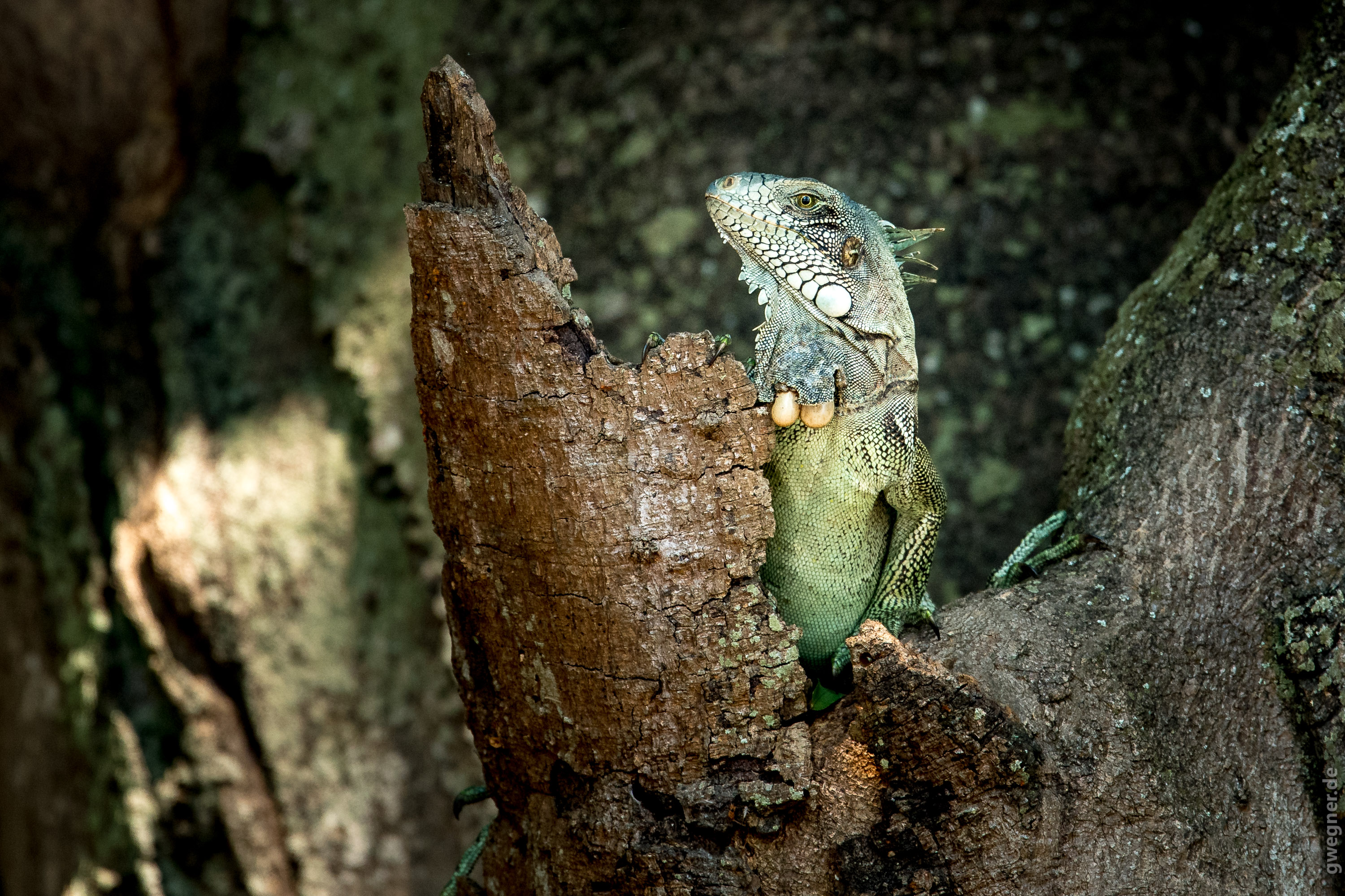 Ein Iguana im Pantanal.