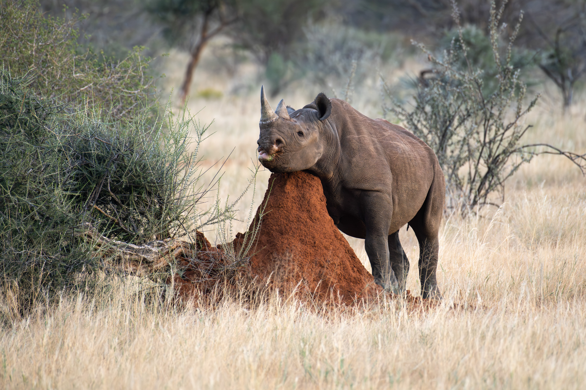 Nashorn in Namibia - Foto von Dirk Steuerwald
