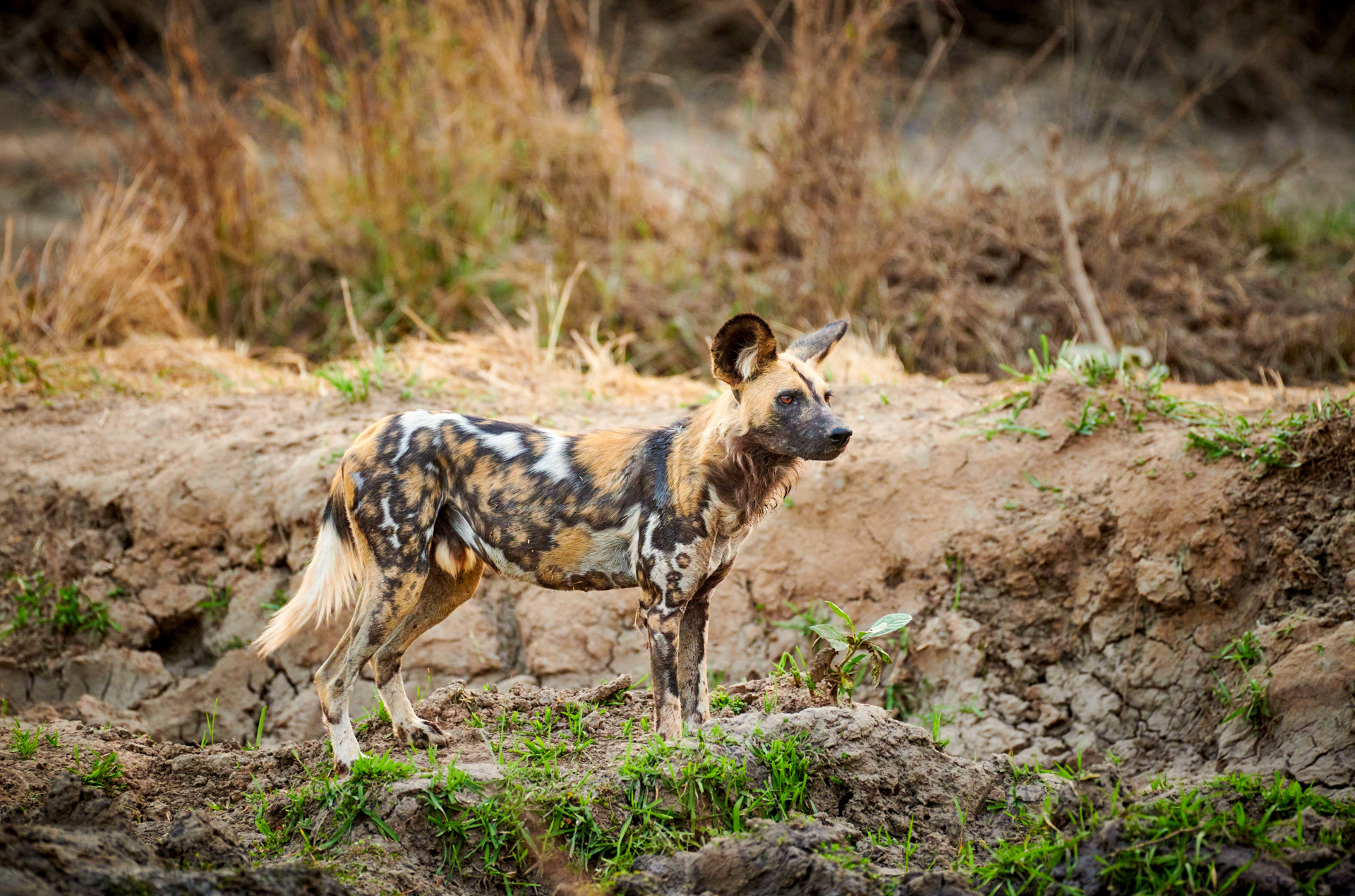 Ein Wildhund in Sambia
