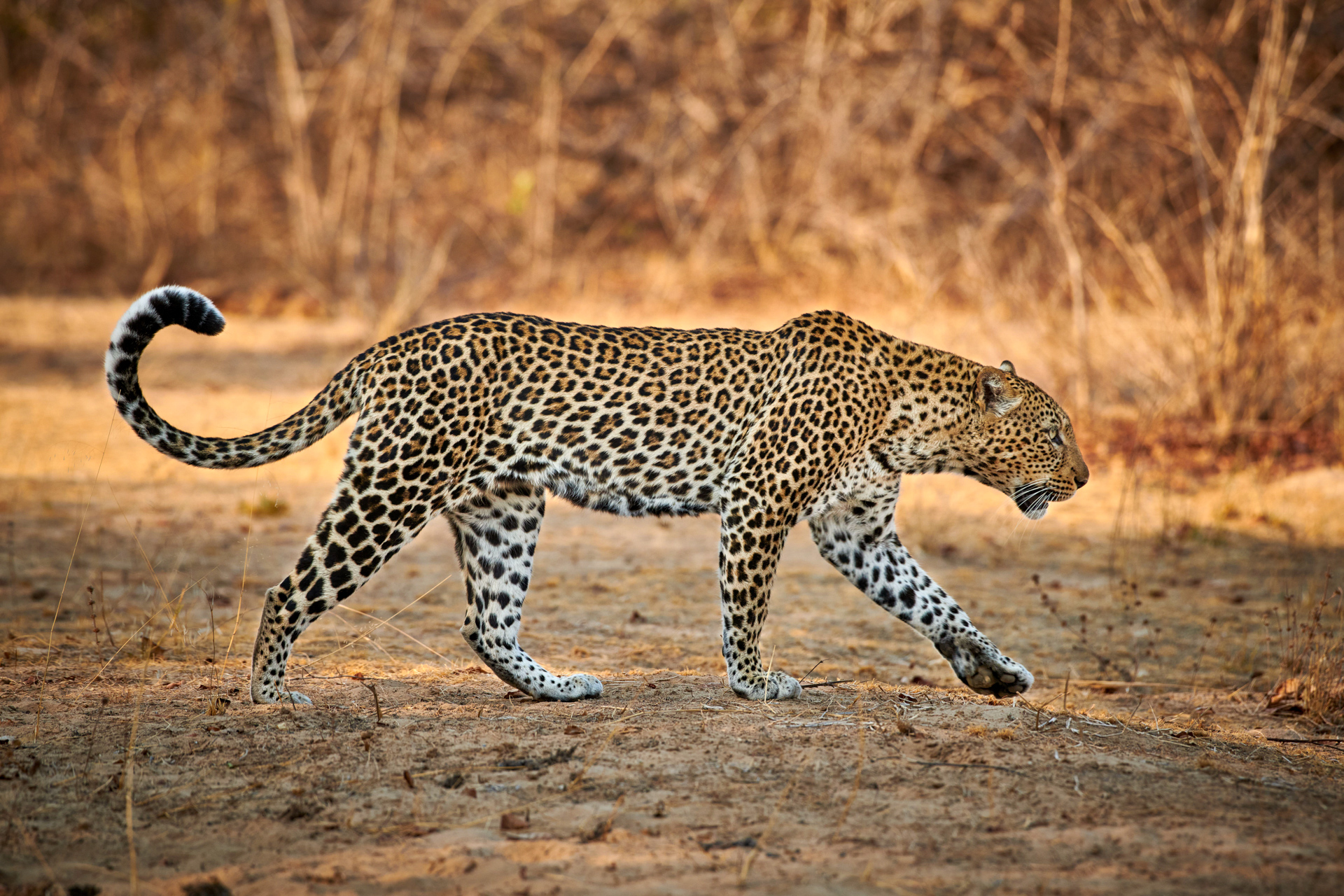 Ein Leopard in Sambia.