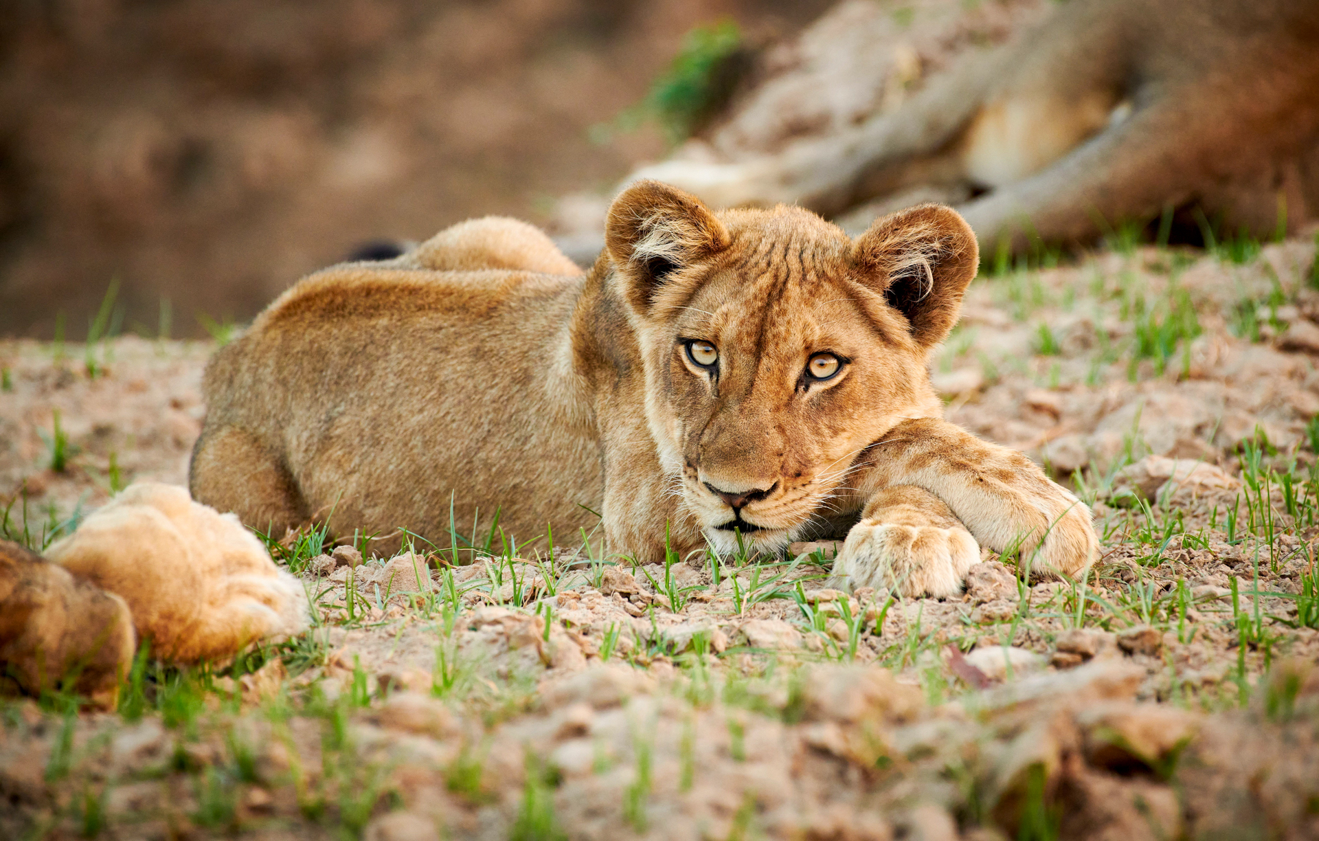 Ein junger Löwe in Sambia.