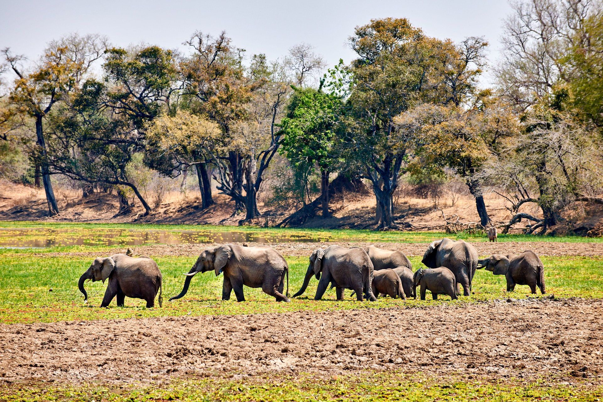 Eine Herde Elefanten in Sambia.