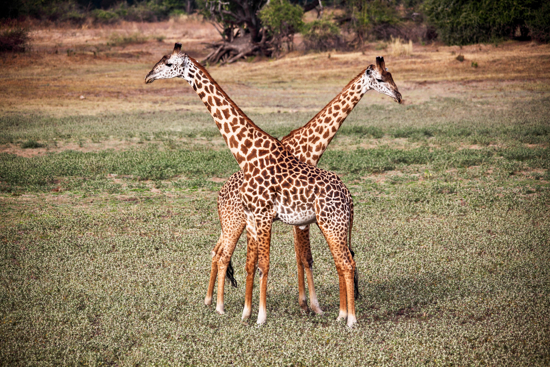 Zwei Thornicroft Giraffen in Sambia.