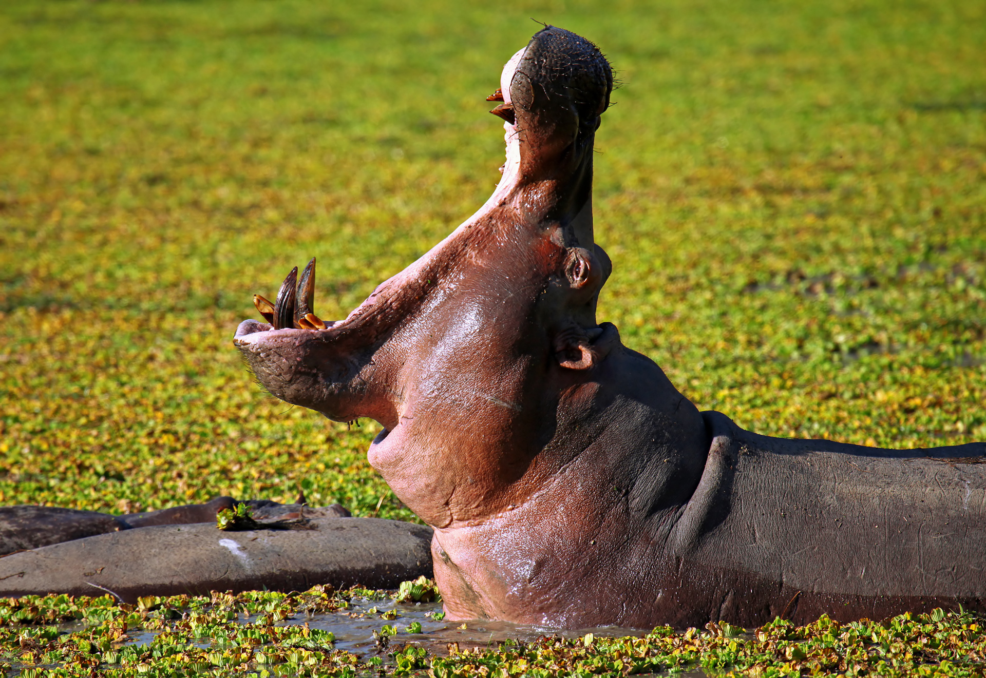 Ein Nilpferd in Sambia.