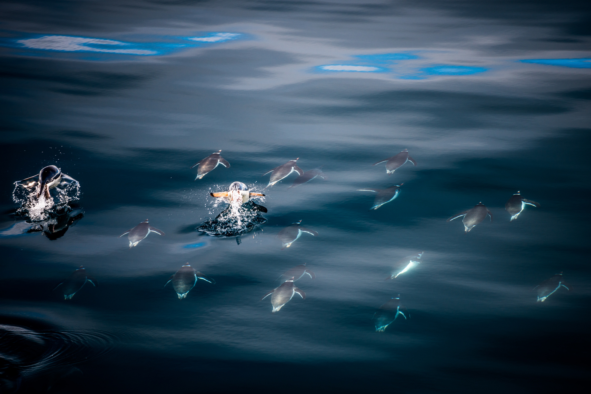 Schwimmende Zügelpinguine bei Anvers Island