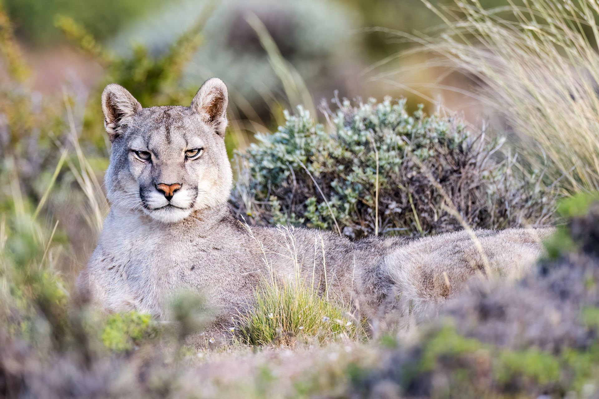 Puma Tracking in Patagonien