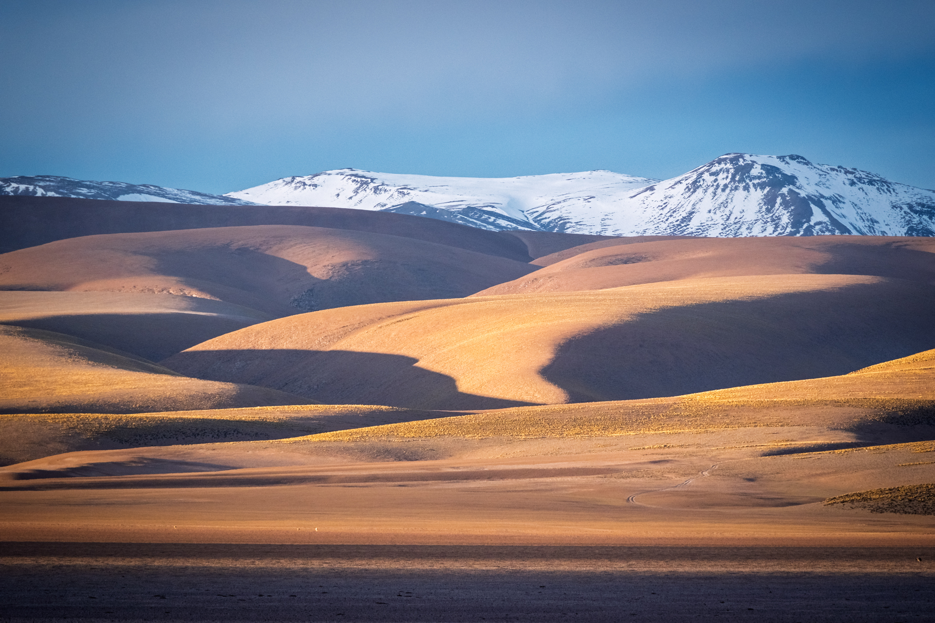 Schneebedeckte Andengipfel hinter sanften Hochwüstenhängen der argentinischen Puna.