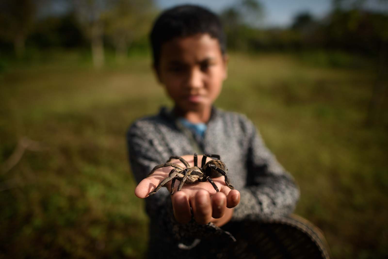 Ein kambodschanischer Junge präsentiert eine große Spinne auf seiner ausgestreckten Hand.