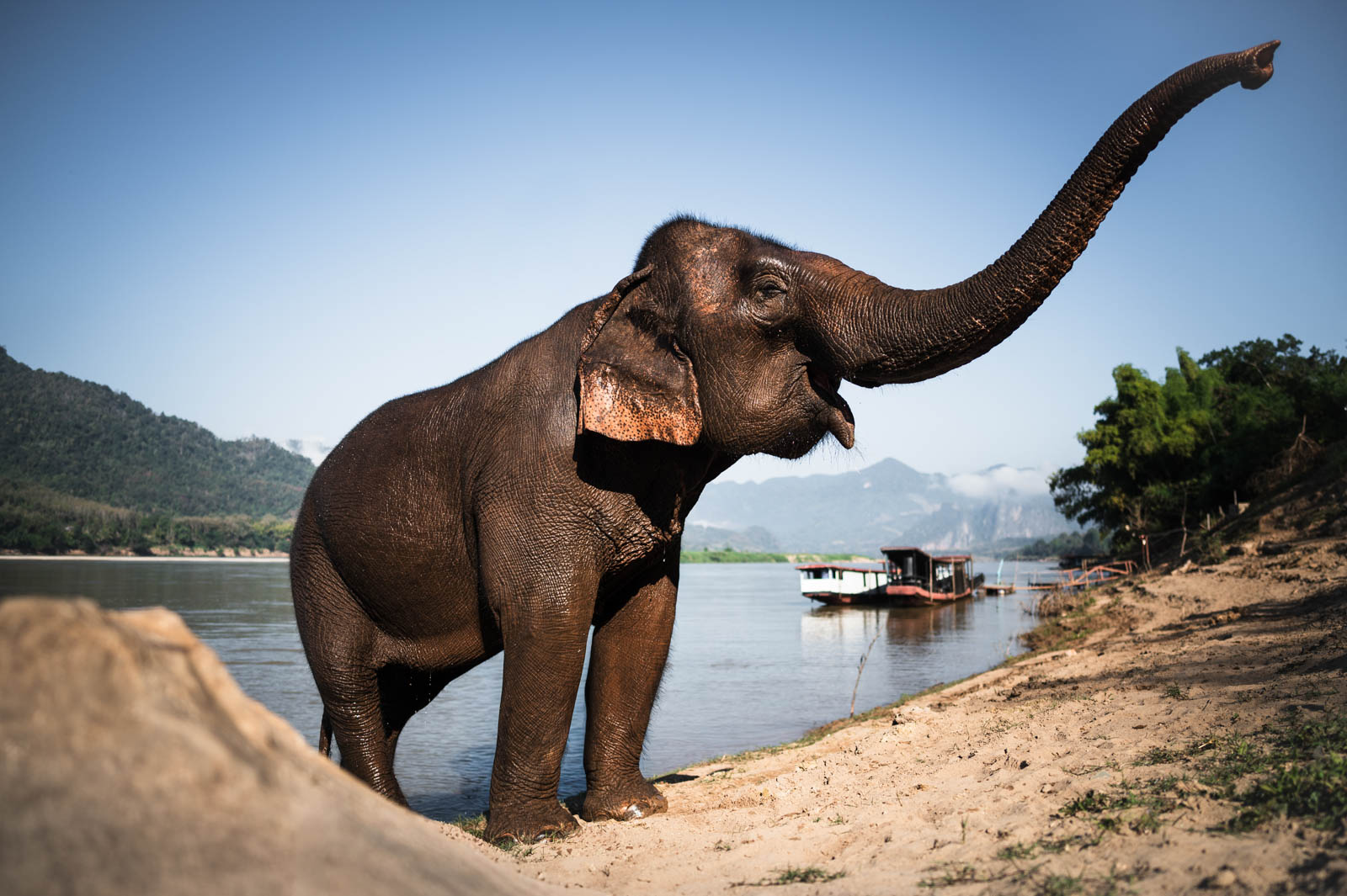Ein Asiatischer Elefant hebt am Ufer des Mekong in Laos seinen Rüssel; im Hintergrund sind ein Boot und bewaldete Berge zu sehen.