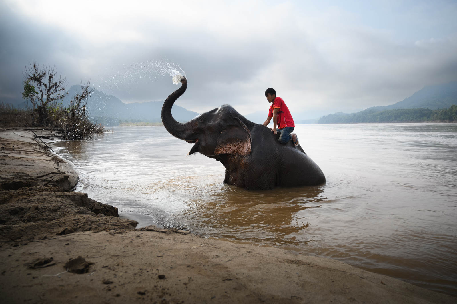 Ein laotischer Mahout begleitet einen Asiatischen Elefanten beim Bad im Mekong, während dieser Wasser aus seinem Rüssel spritzt.