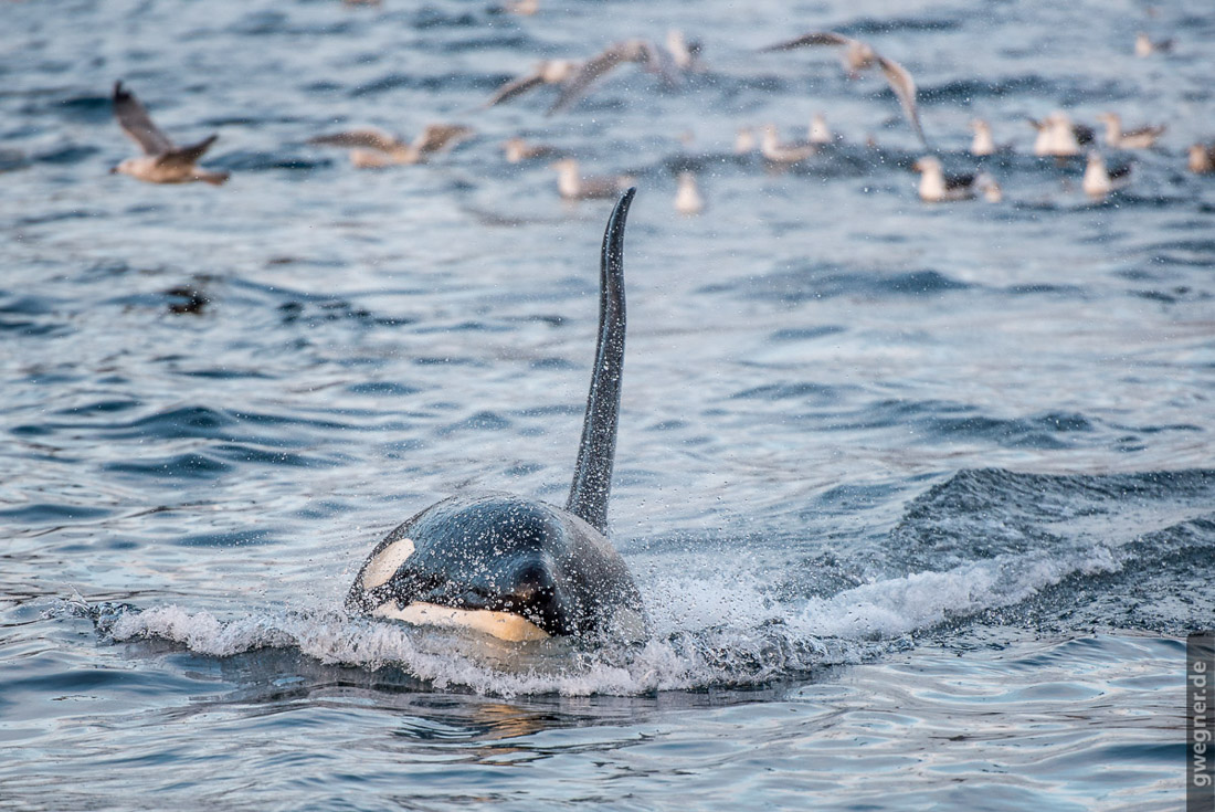 Orca in Nordnorwegen © Gunther Wegner
