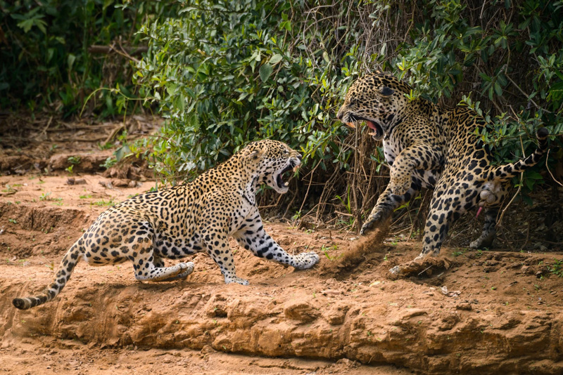 Jaguare kämpfen gegeneinander im Pantanal.