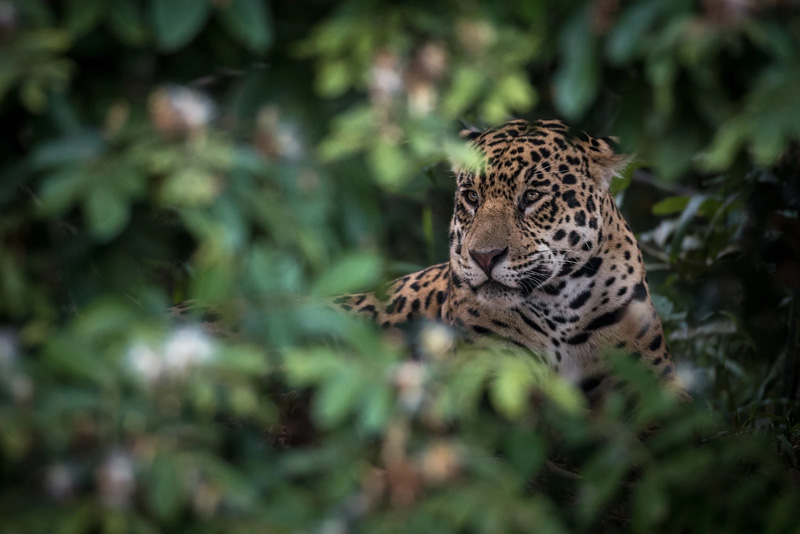 Ein Jaguar im Pantanal.