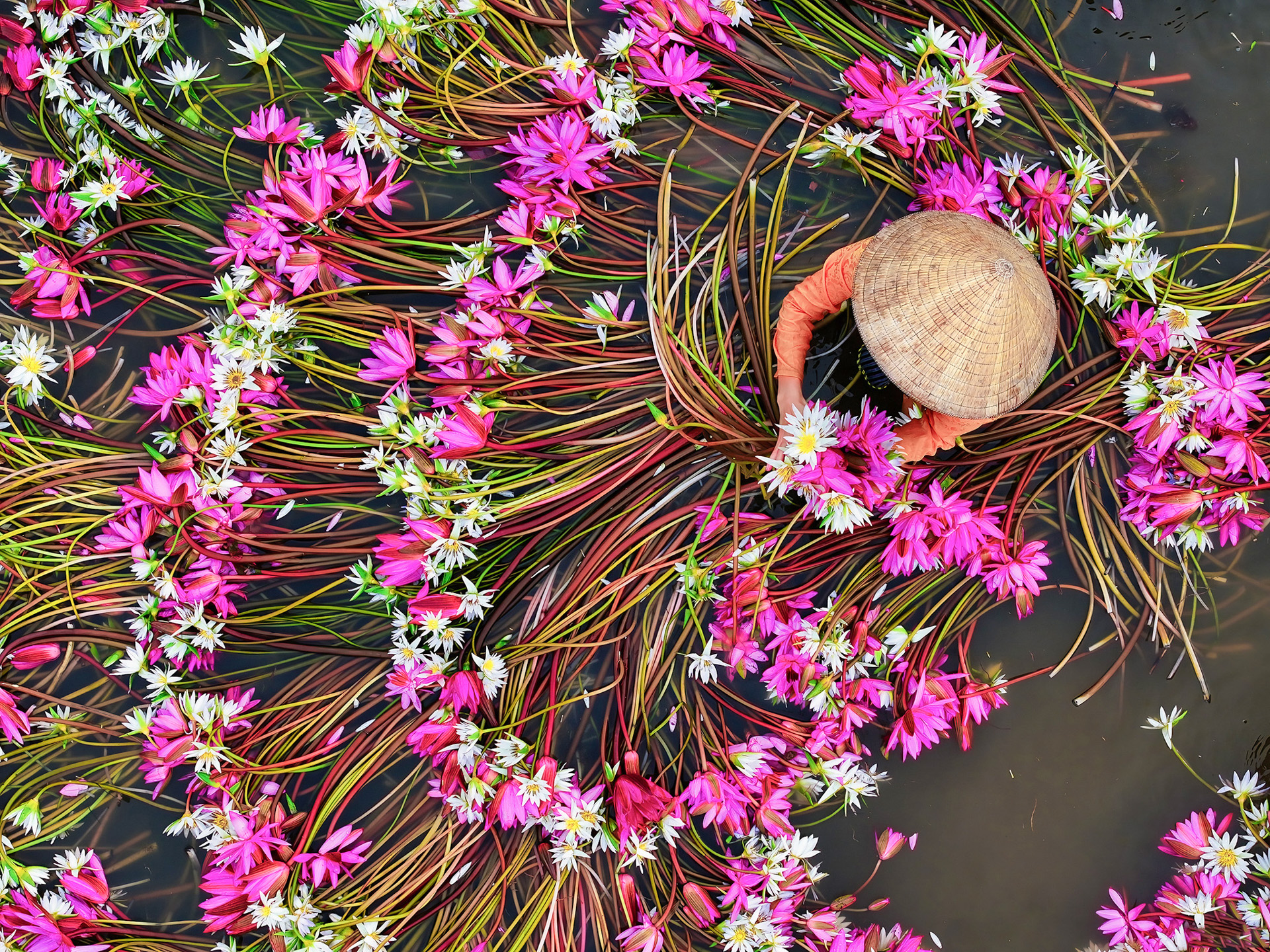 Mekong waterlilies