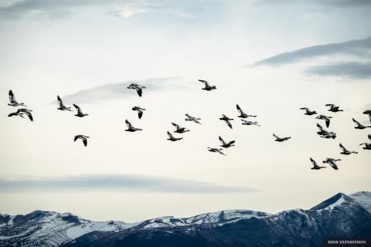 Patagonien Argentinien Entenvögel