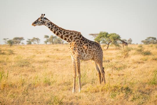 Giraffe in der Morgensonne in der nördlichen Serengeti.