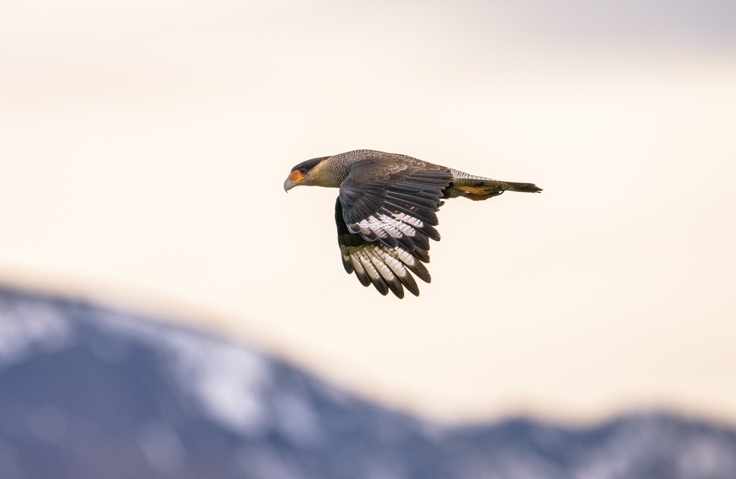 Patagonien Torres del Paine Greifvogel