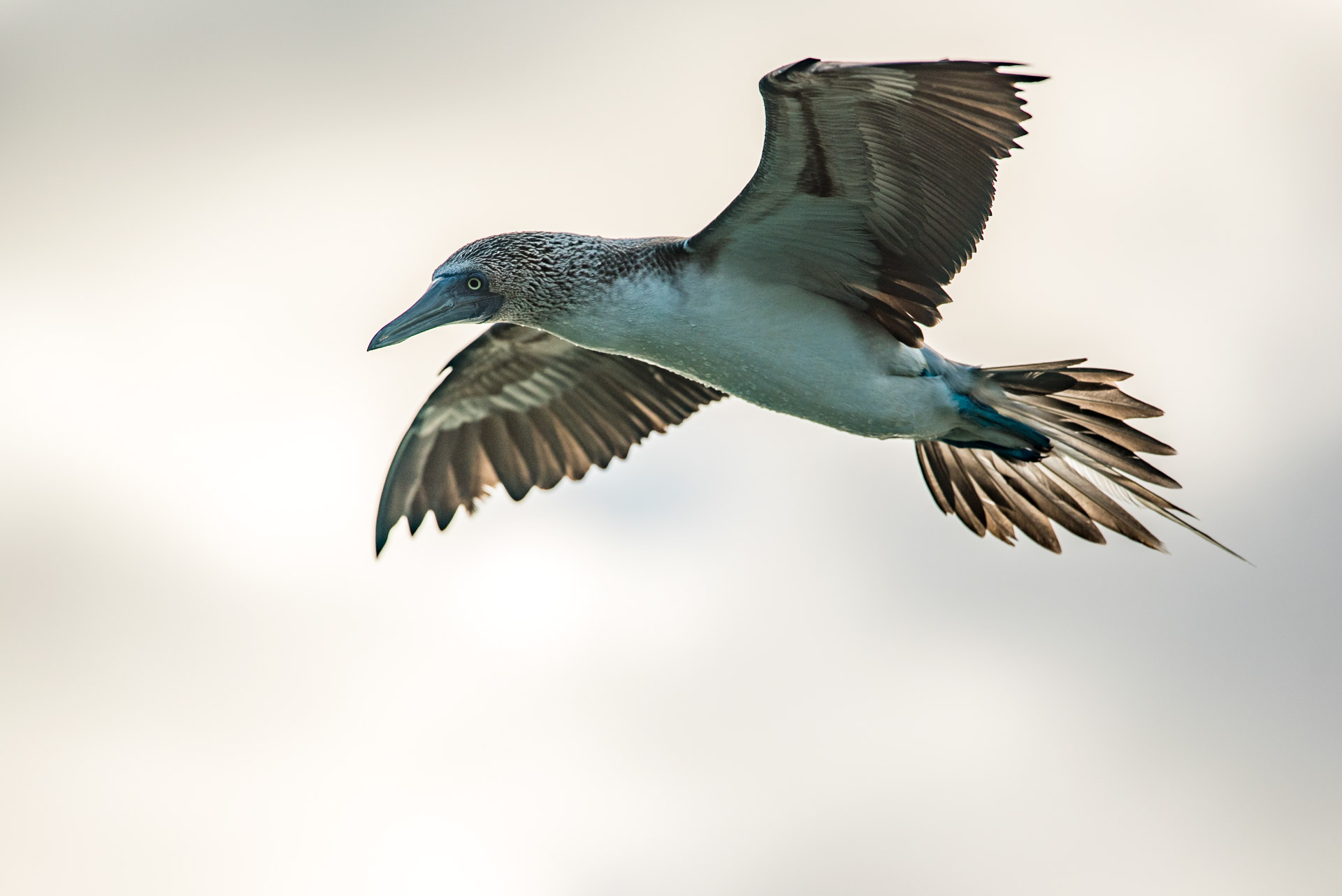 Kormoran Galapagos Gunther Wegner