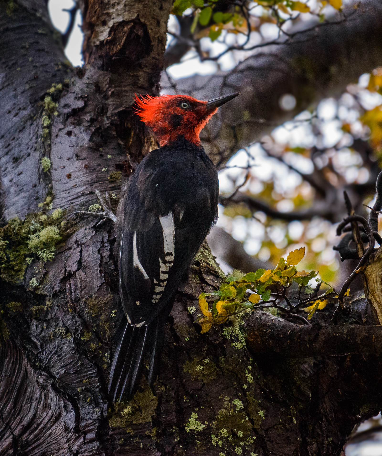 Patagonien Torres del Paine seltener Specht