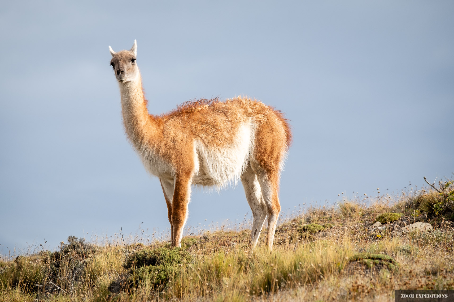 Torres del Paine_Guanaco