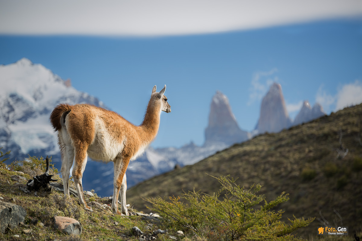 Guanaco Torres del Paine