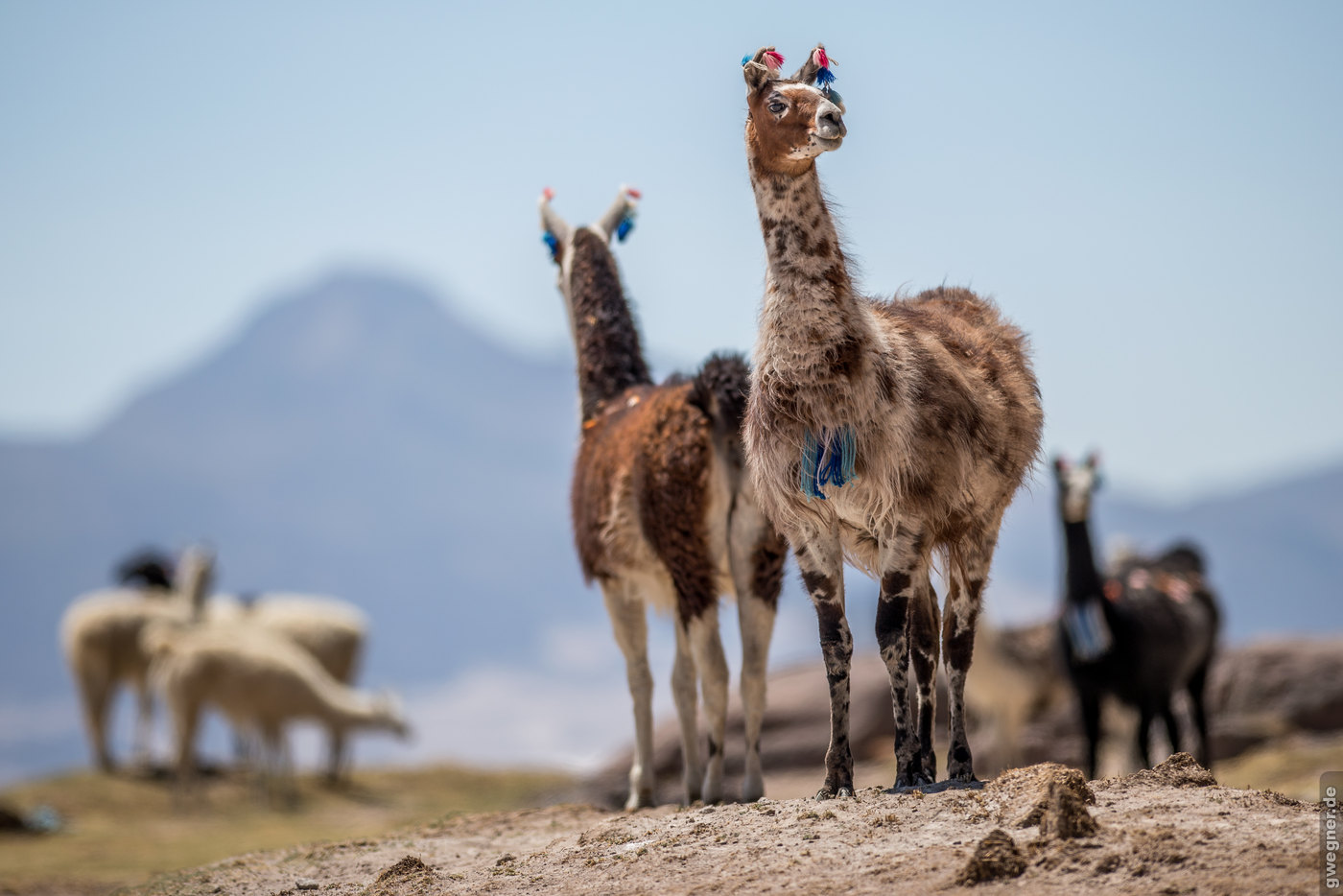 Bolivien Lamas gwegner