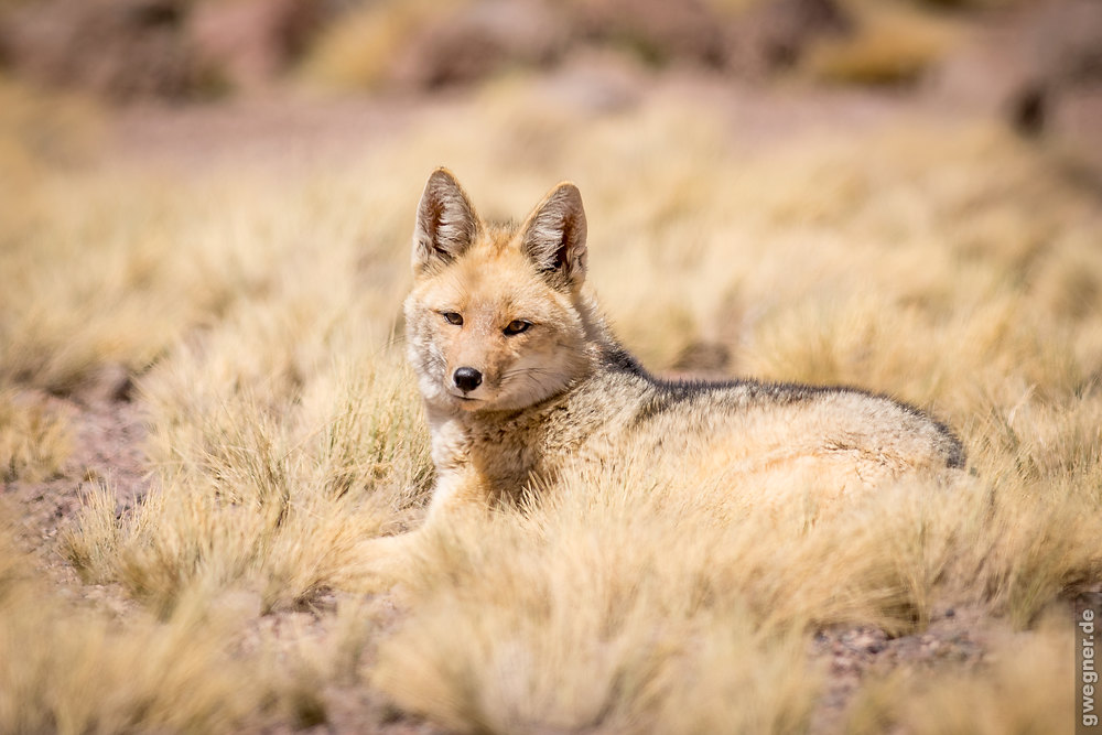 Atacama Wüstenfuchs gwegner