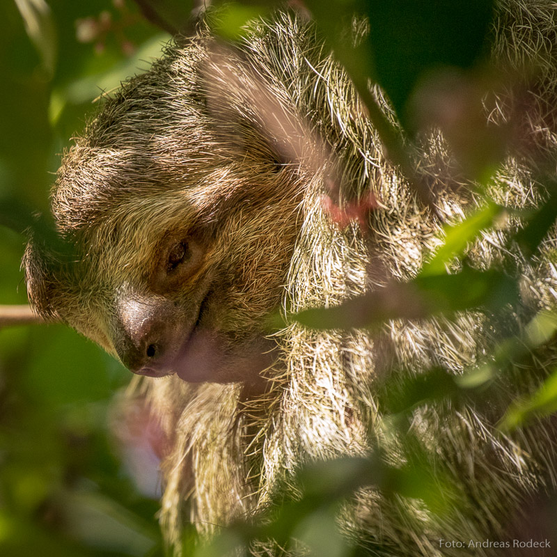 Faultier in Costa Rica 