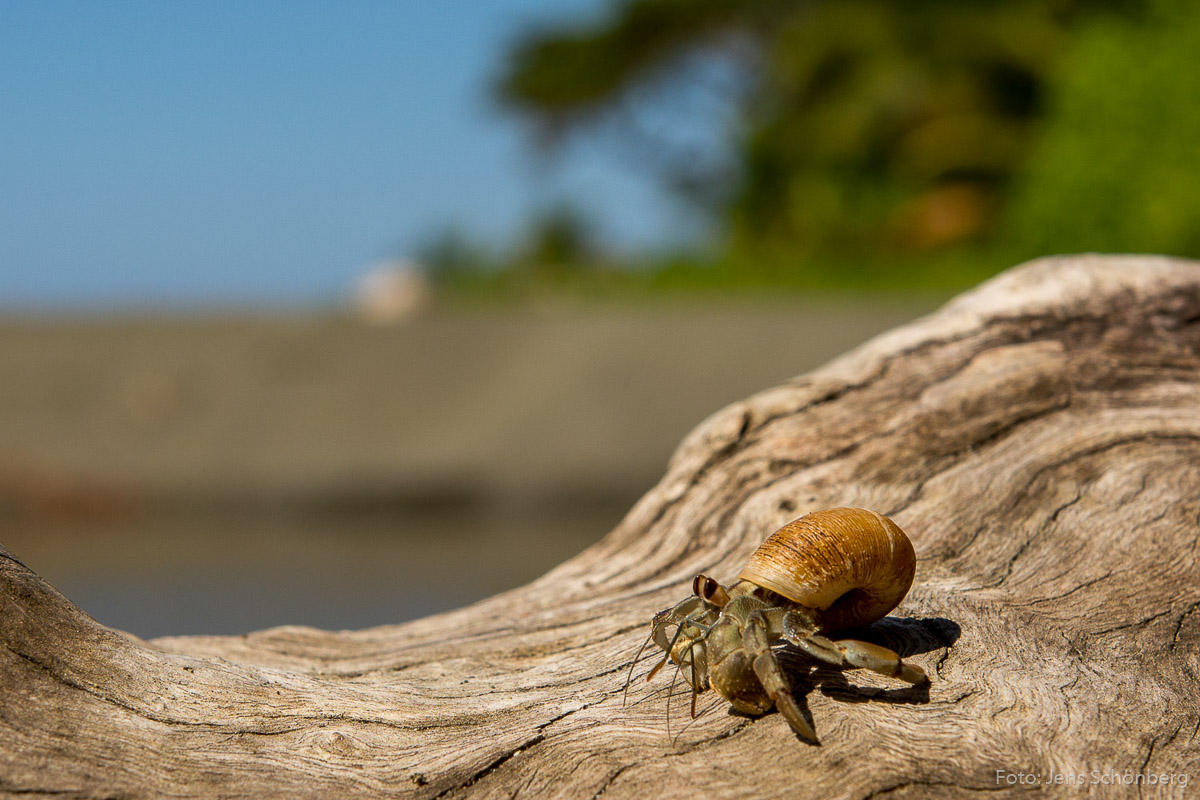 Einsiedlerkrebs am Strand in Costa Rica