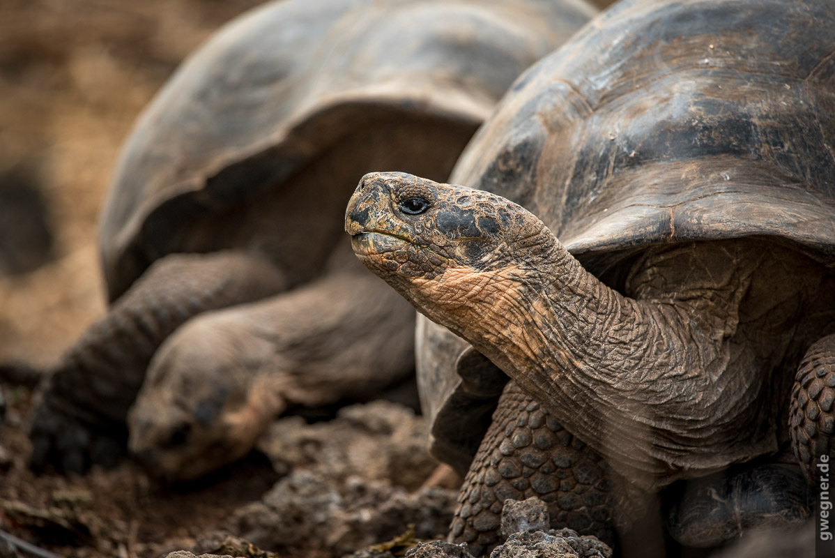 Galapagos Riesenschildkröte gwegner