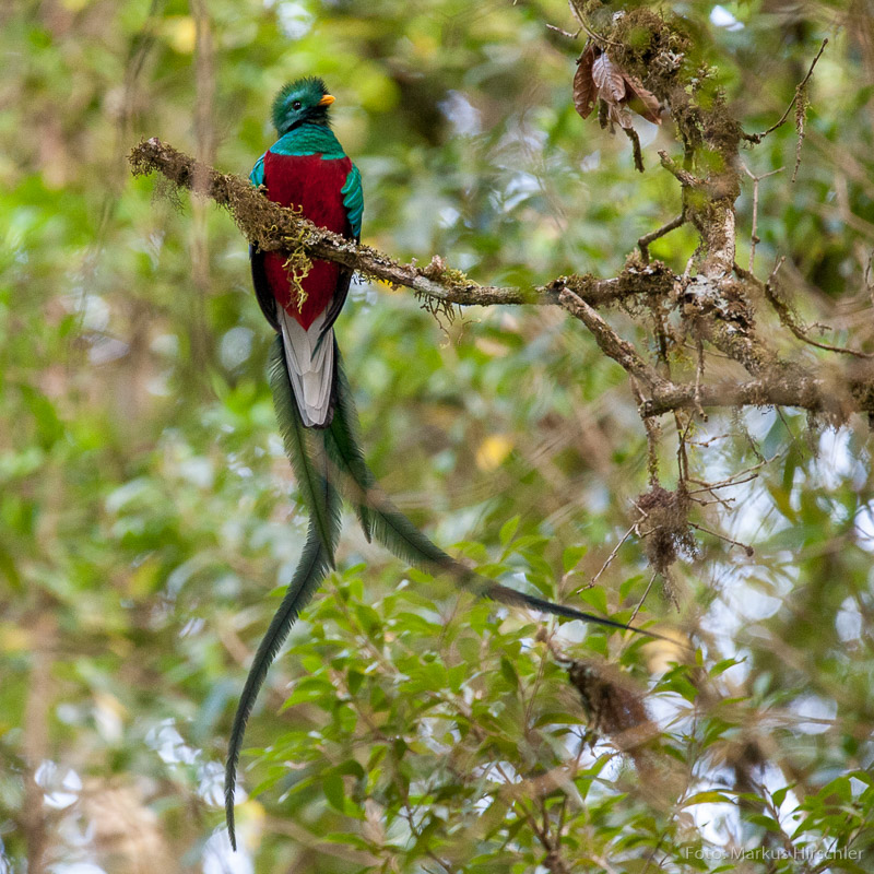 Der seltene Quetzal am Cerro de la Muerte 