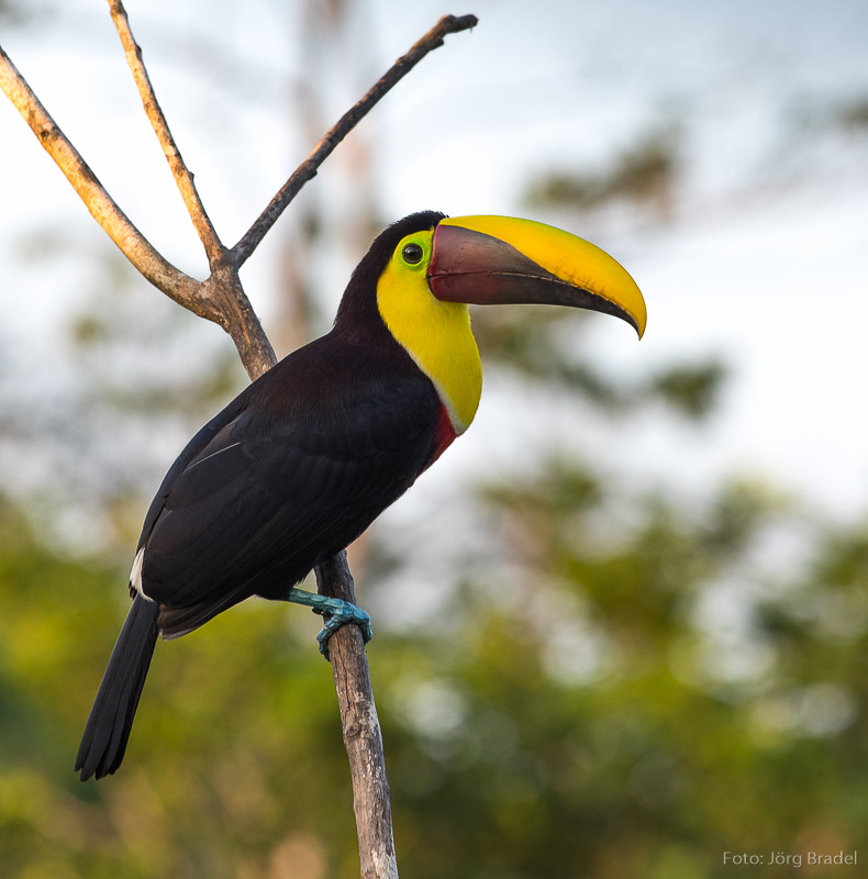 Tucan in Costa Rica 