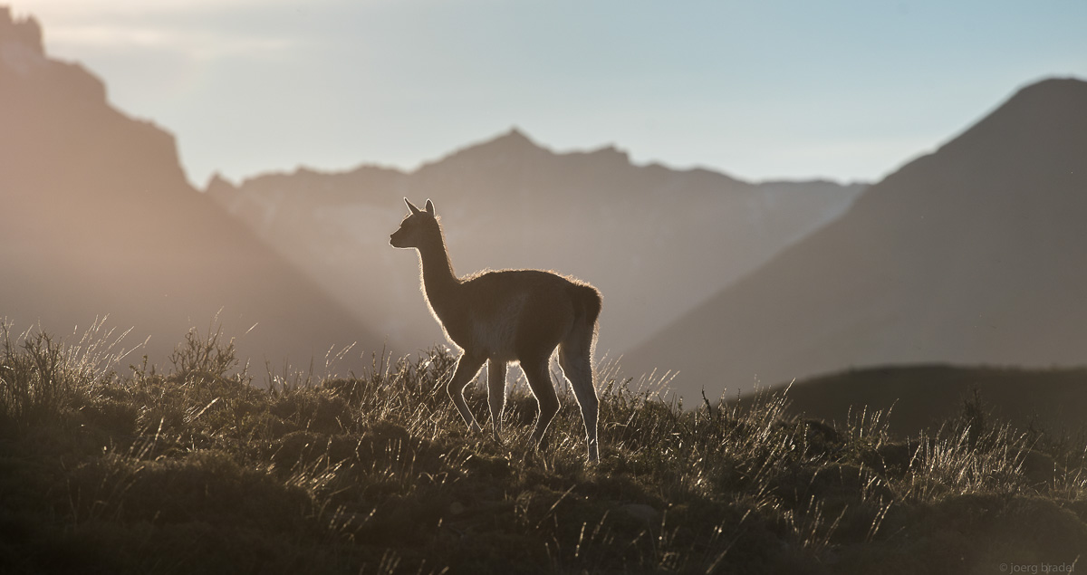 Ein Guanaco im Abendlicht (NP Torres del Paine)