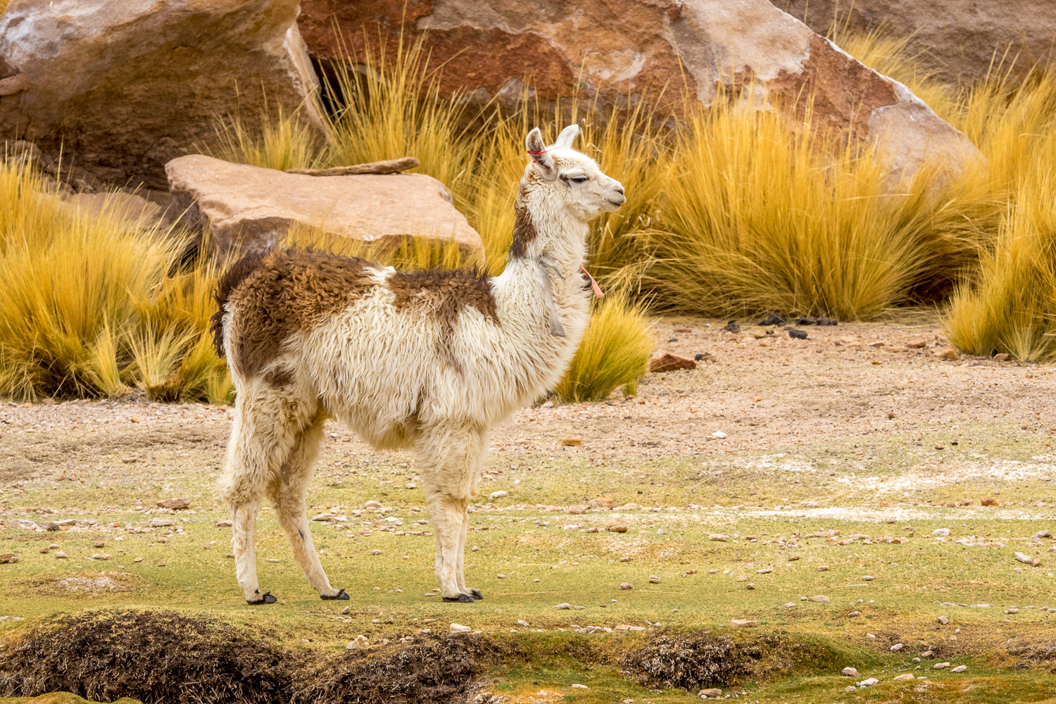 Lama Bolivien