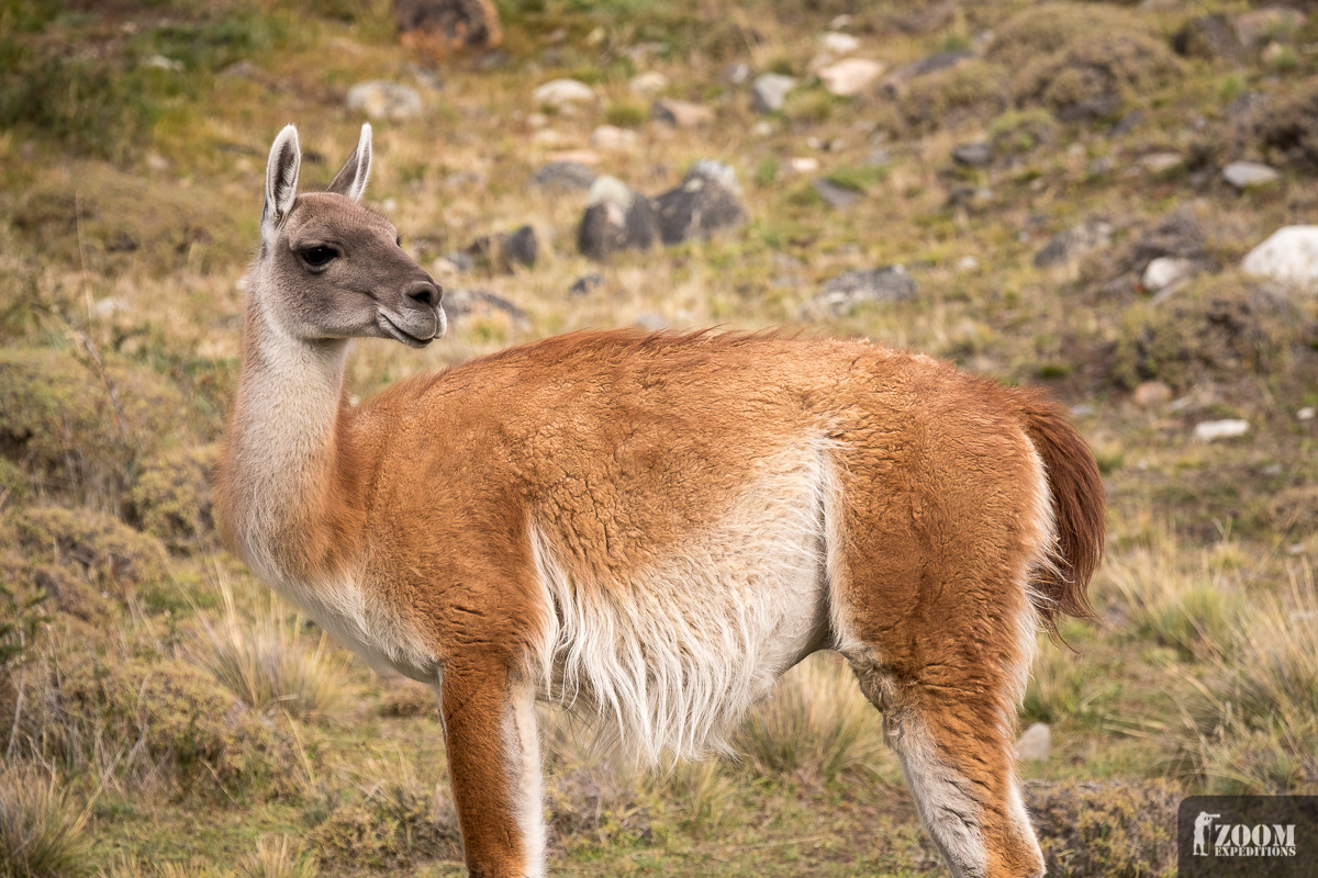 Guanaco im NP Torres del Paine.