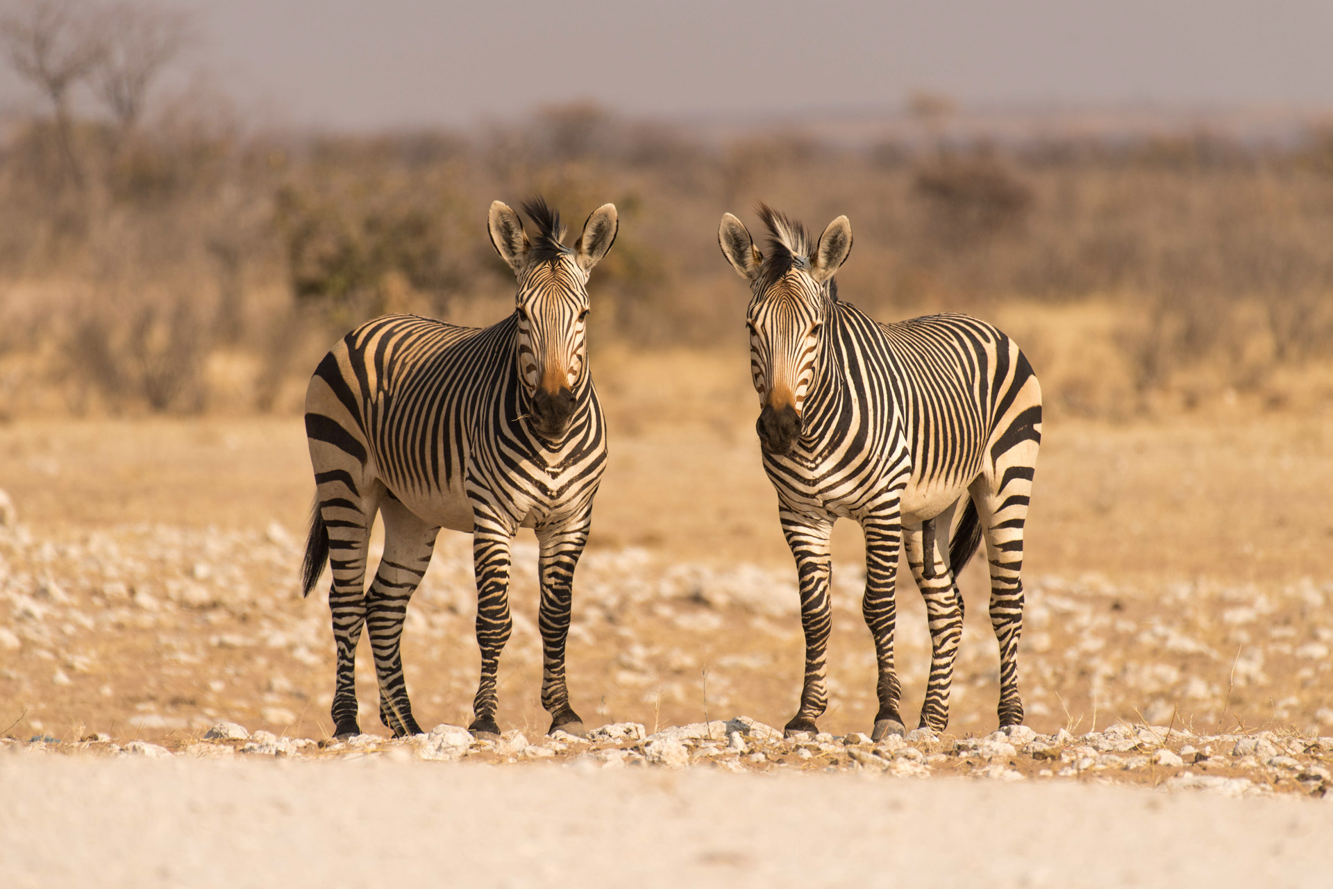 Zebras Etosha