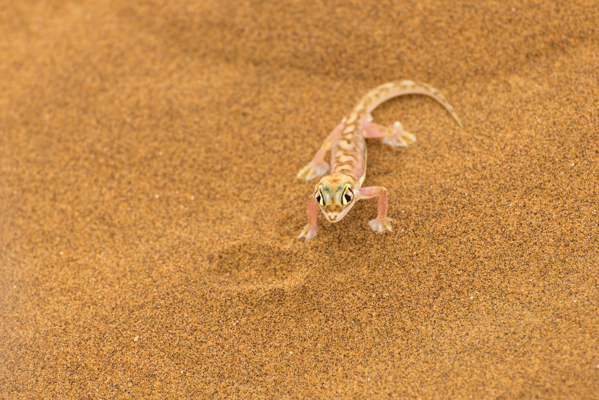 Gecko Namibia Dirk Steuerwald