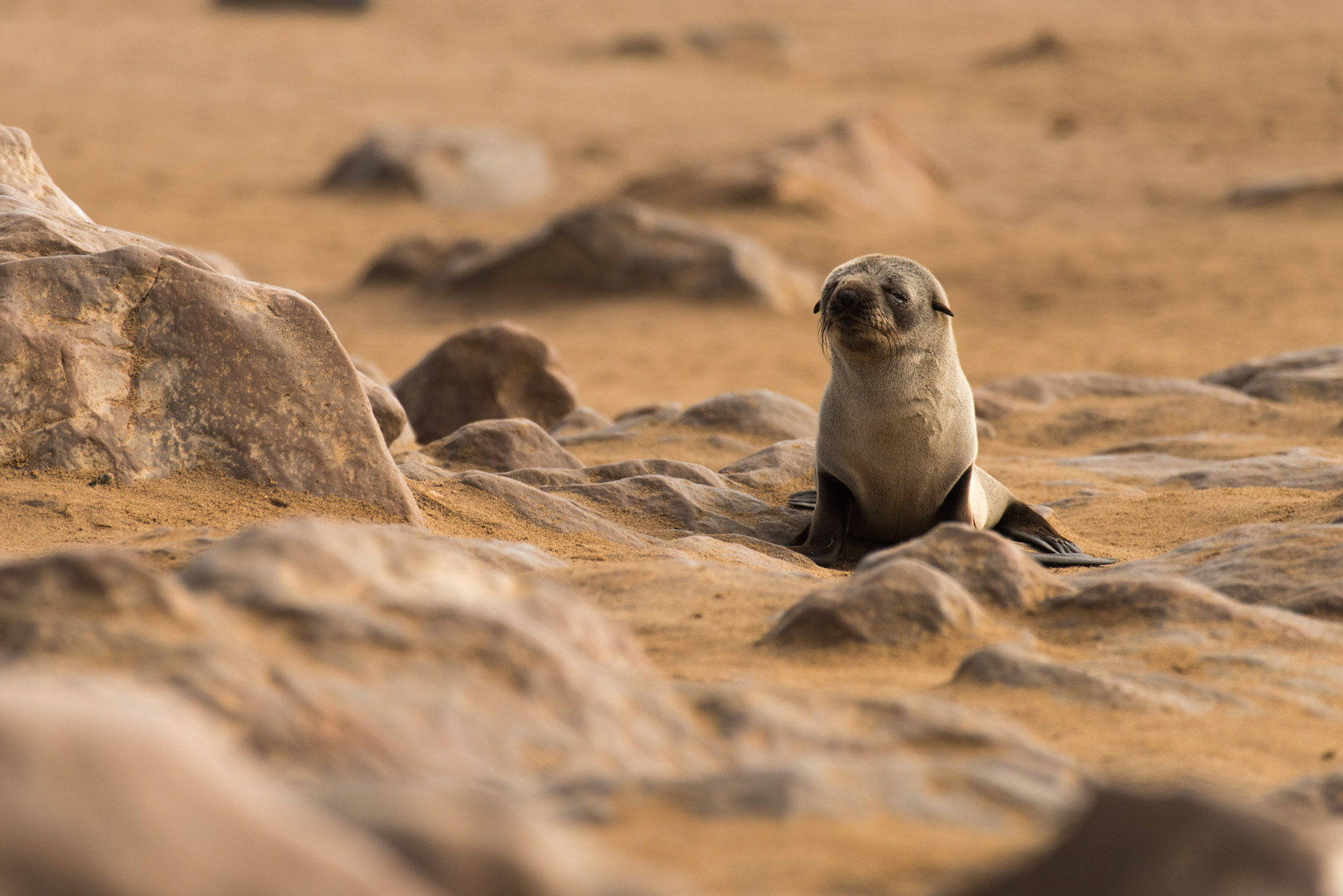 Namibia Seehund_Dirk Steuerwald