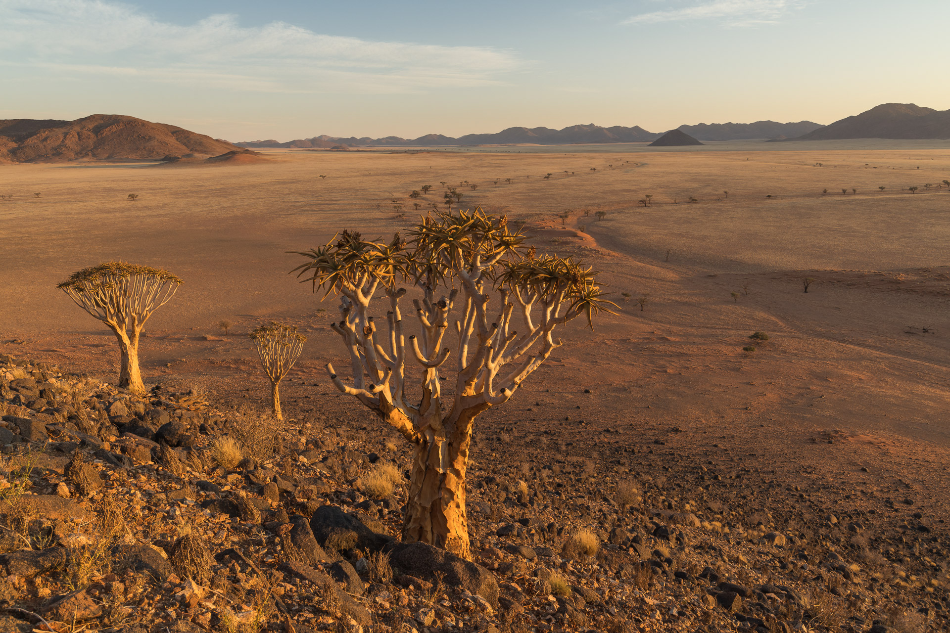 Namibia Köcherbäume 