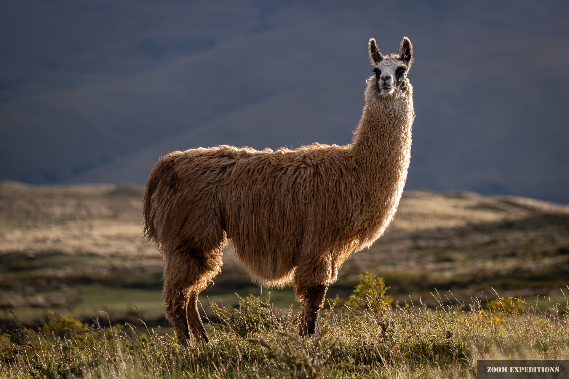 Ecuador Alpaca Lama Andes
