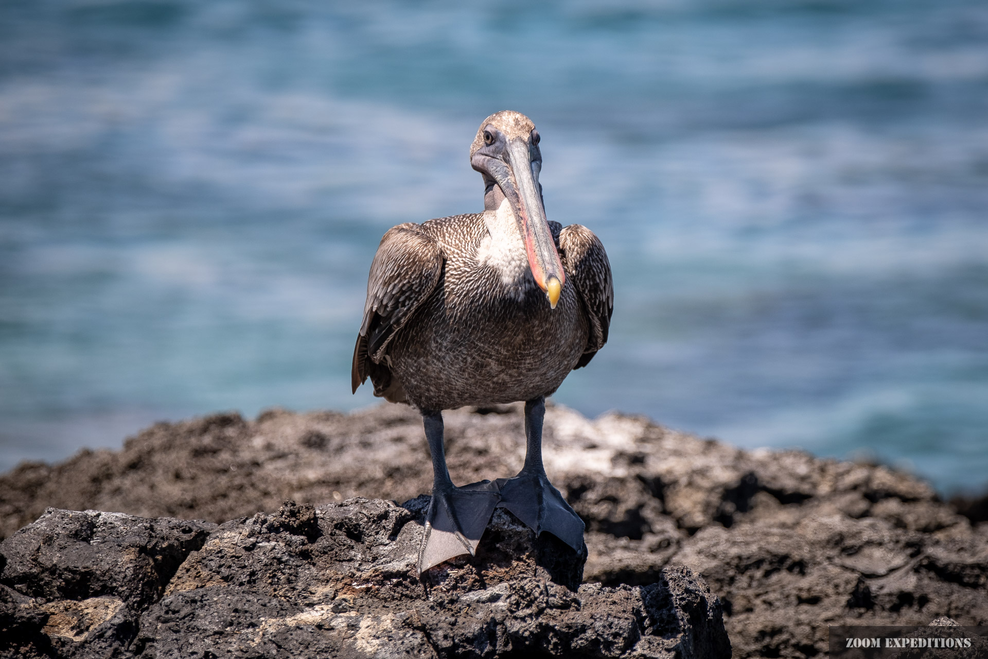 Pelican Bartolome Ecuador Galapagos
